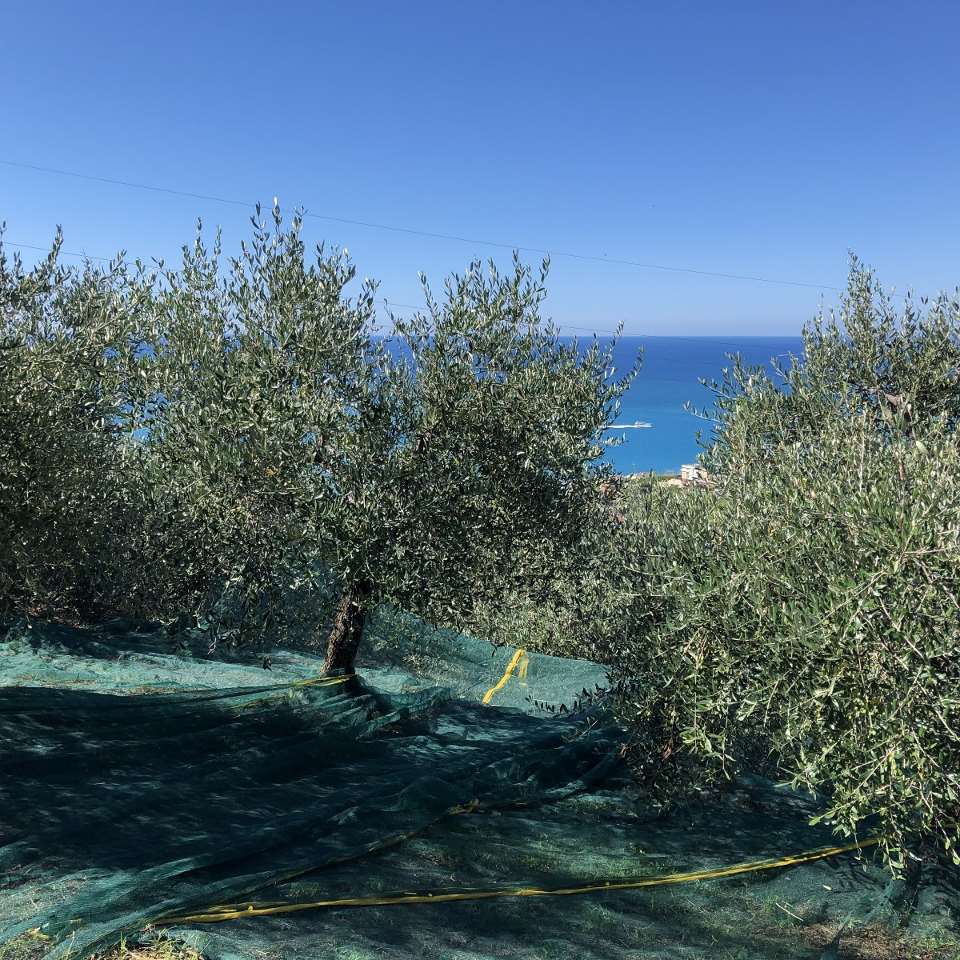 Cooperativa Agricola Rurale Isola di Borgonovo — foto 4