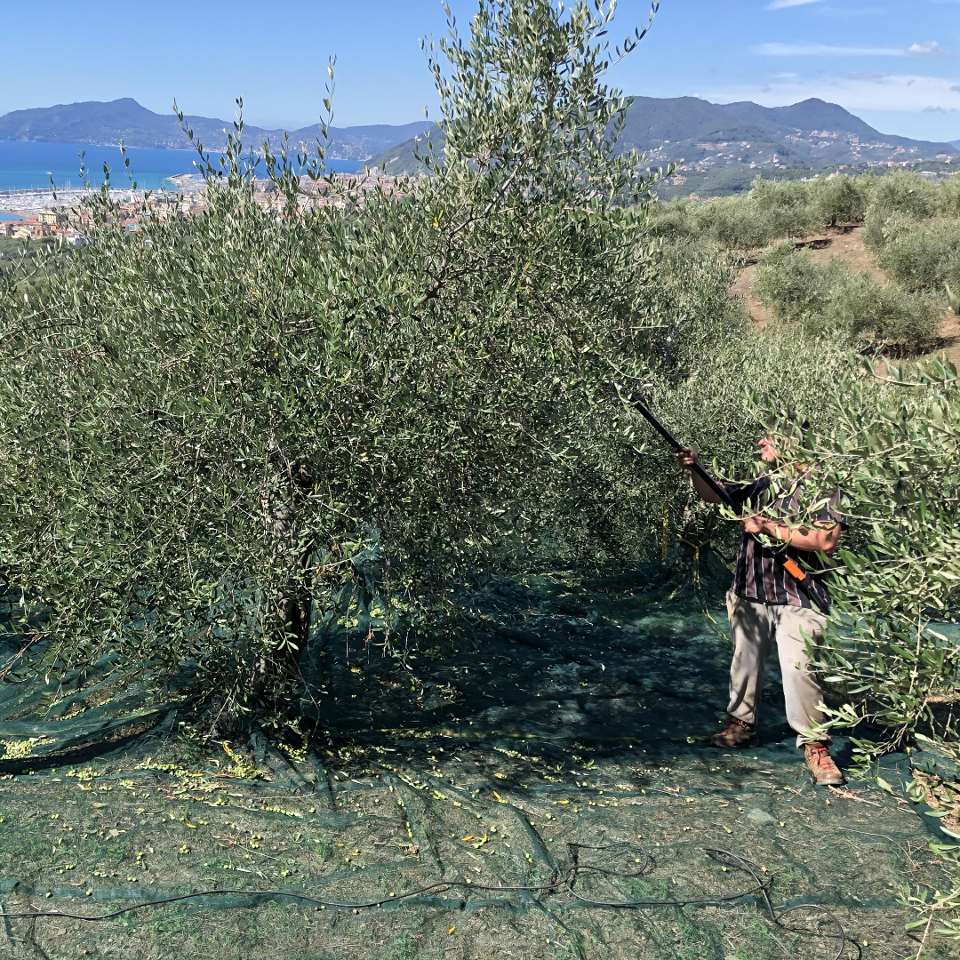 Cooperativa Agricola Rurale Isola di Borgonovo — foto 2